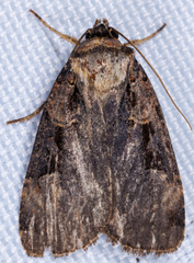 Pseudohermonassa bicarnea