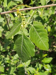 Urvillea