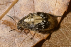 Megabruchidius dorsalis