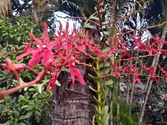 Renanthera