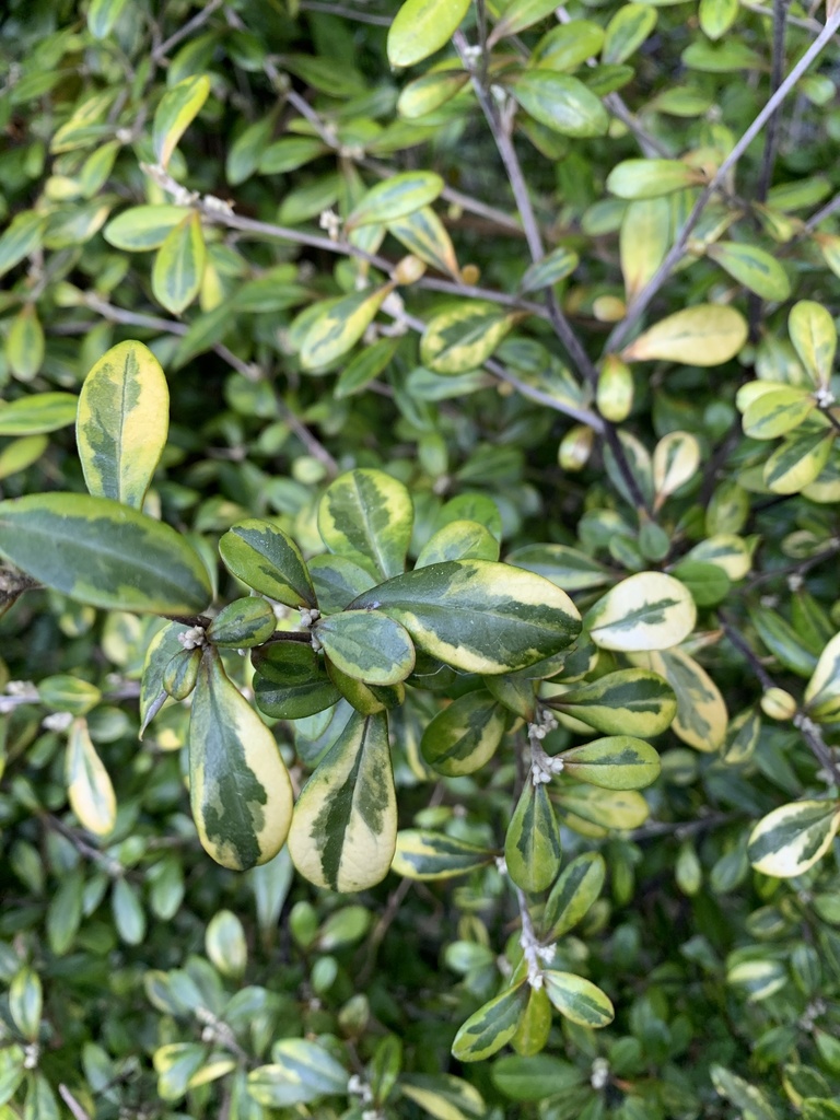 Corokia × virgata from Te Waipounamu/South Island, Herbert, Otago ...