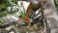 Tamiasciurus fremonti