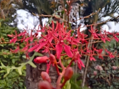 Renanthera