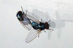 Lonchaea