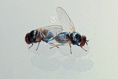 Lonchaea