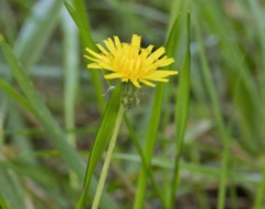 Taraxacum officinale