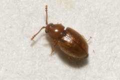 Atomaria