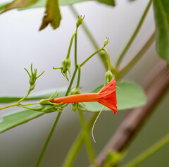 Ipomoea cristulata