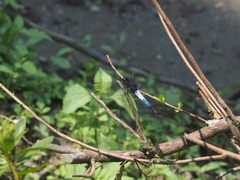 Orthetrum triangulare