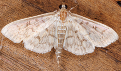 Herpetogramma theseusalis