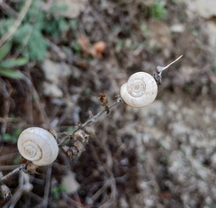 Xerolenta obvia