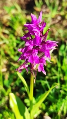 Dactylorhiza euxina