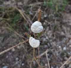 Xerolenta obvia
