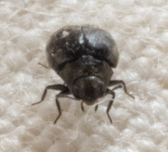 Limnichidae