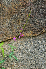 Desmodium batocaulon