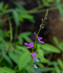 Desmodium batocaulon