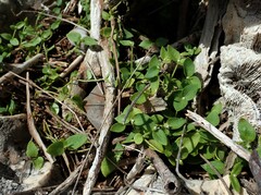 Alternanthera geniculata