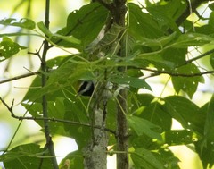 Vermivora chrysoptera