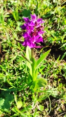 Dactylorhiza euxina