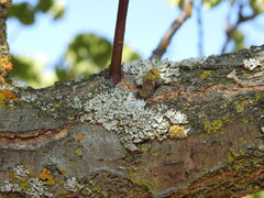Polycauliona polycarpa
