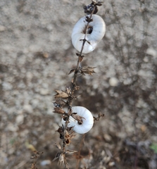 Xerolenta obvia