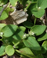 Alternanthera geniculata