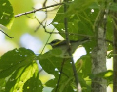 Vermivora chrysoptera