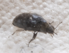 Limnichidae