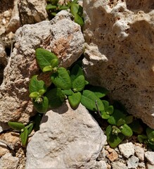 Alternanthera geniculata