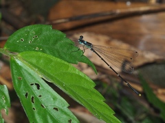 Coeliccia flavicauda