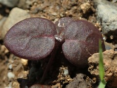 Alternanthera geniculata