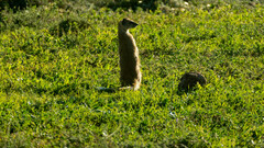 Cynictis penicillata penicillata