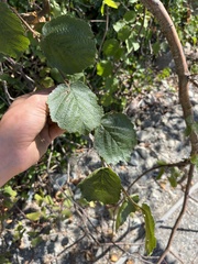 Corylus cornuta