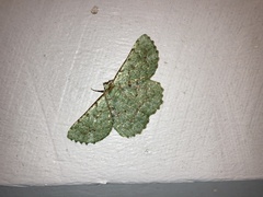 Aeolochroma viridicata