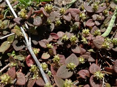 Alternanthera geniculata