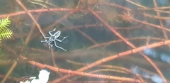 Plesiovelia