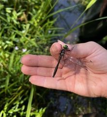 Somatochlora tenebrosa