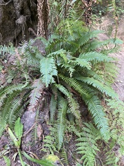 Polystichum munitum