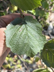 Corylus cornuta