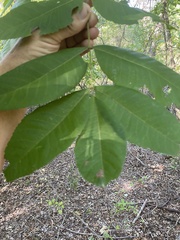 Carya illinoinensis