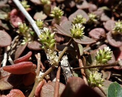 Alternanthera geniculata