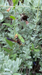 Polistes comanchus navajoe