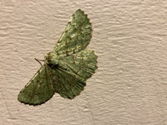 Aeolochroma viridicata