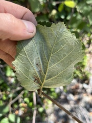 Corylus cornuta