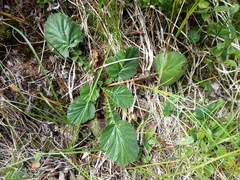 Geum montanum