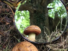 Neoboletus xanthopus