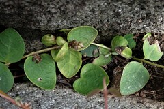 Alternanthera geniculata