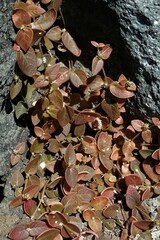 Alternanthera geniculata