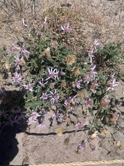 Eucephalus ledophyllus