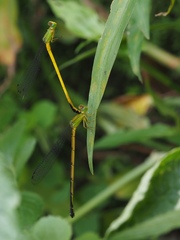 Ceriagrion fallax